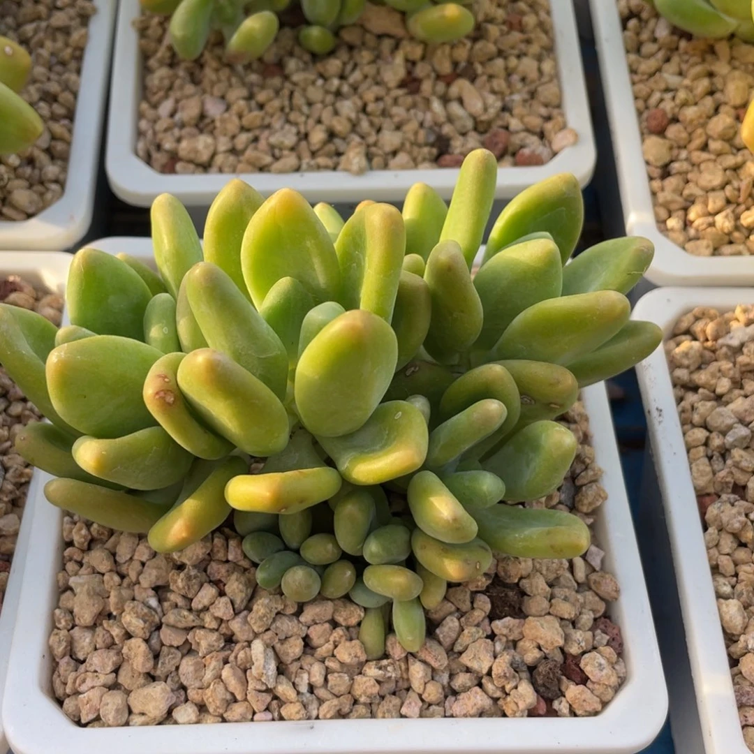 八头芒果奶酪群生无砍155