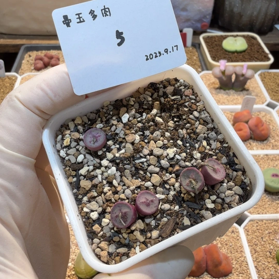 丁***加多肉多肉多肉9.17-005