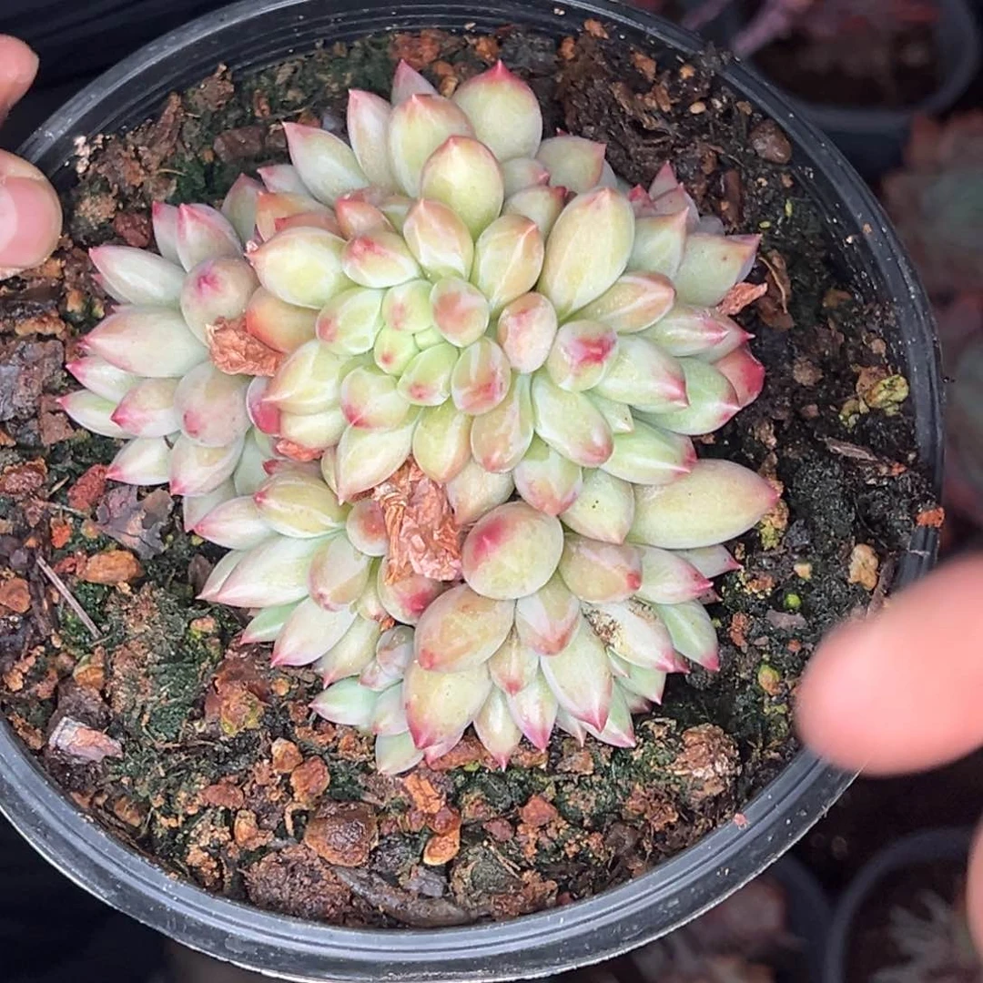 2311号晚上多肉植物群生