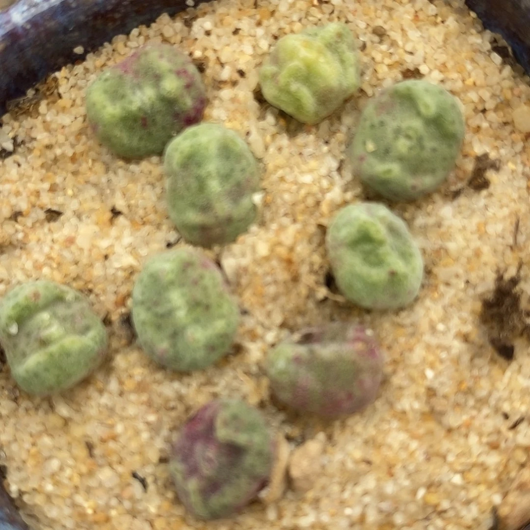 3012鬼脸绿豆糕一颗。