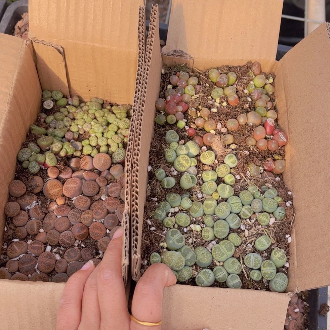 一箱两层0000000002