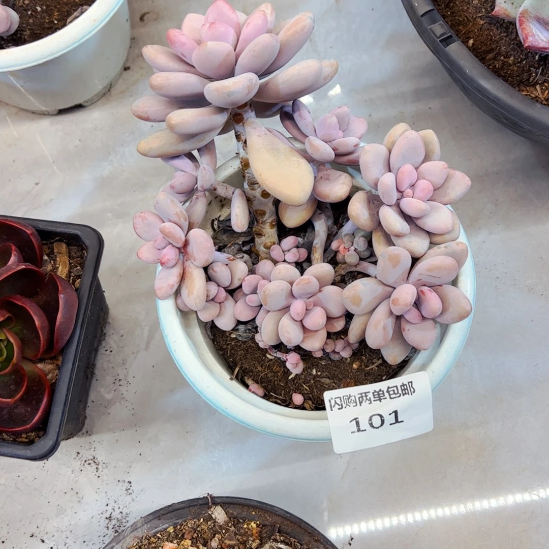蓝***1多肉植物组合盆栽桃蛋101