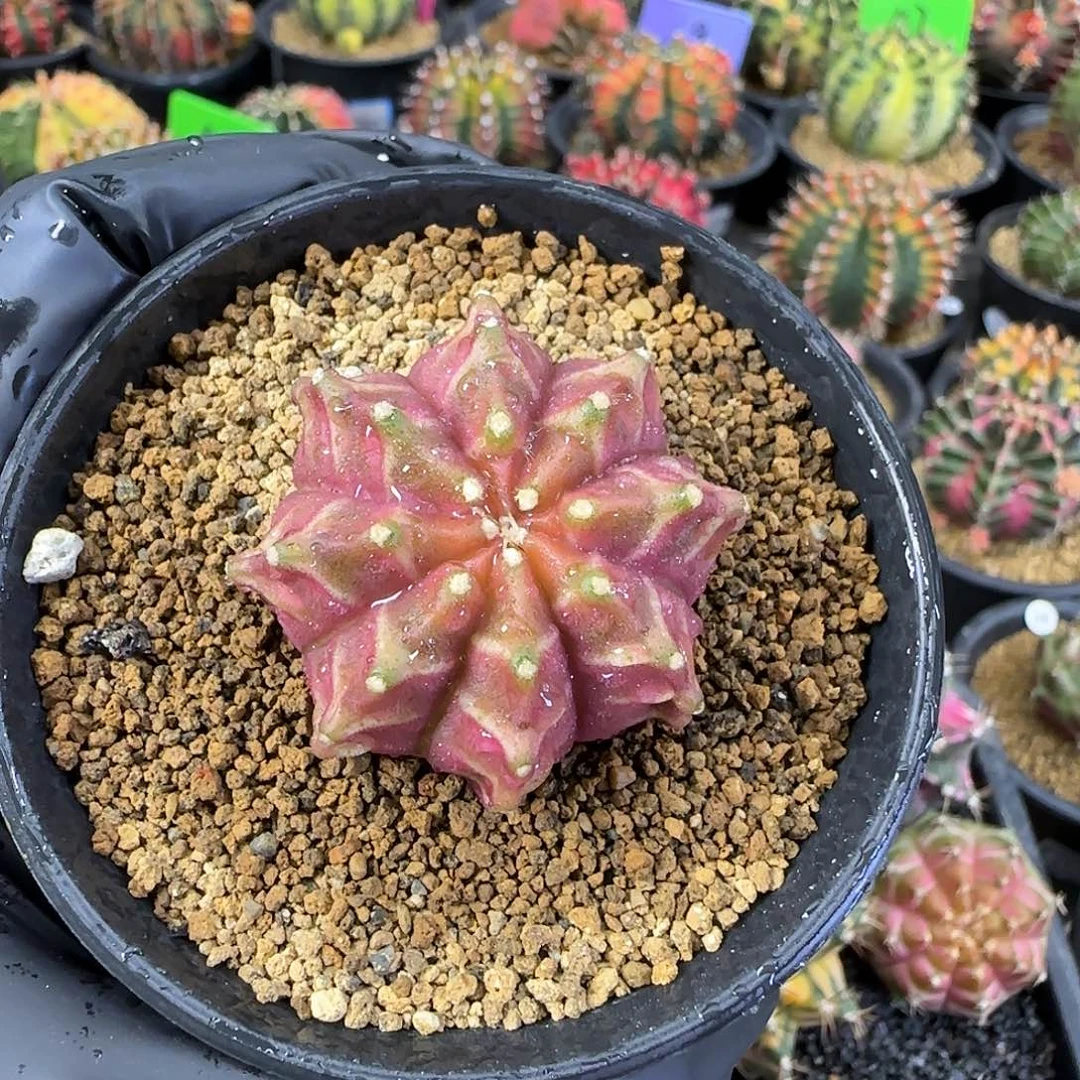 泰系轮回喜欢直接拍