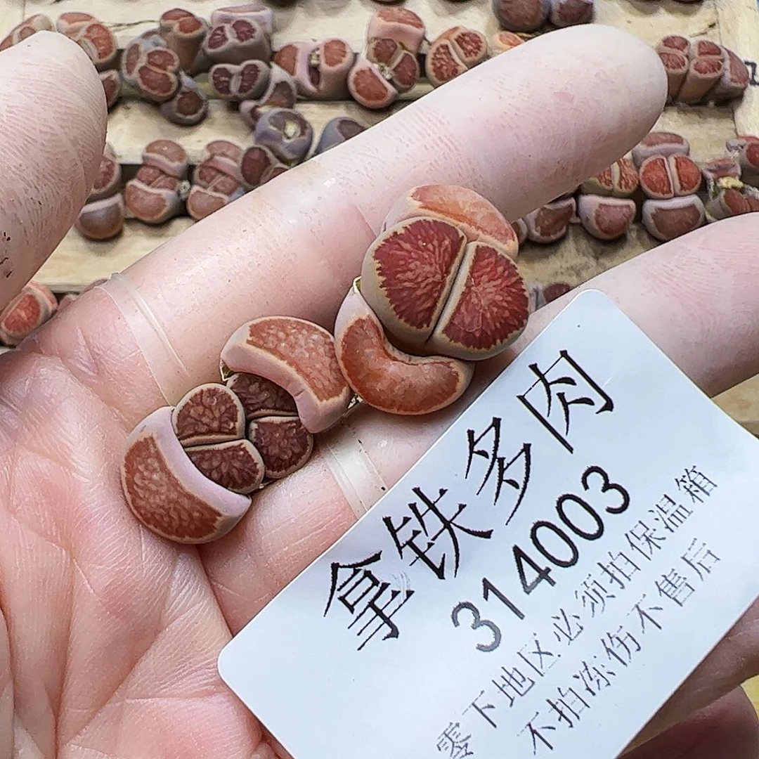 奥***饭314003/拿铁多肉植物馆