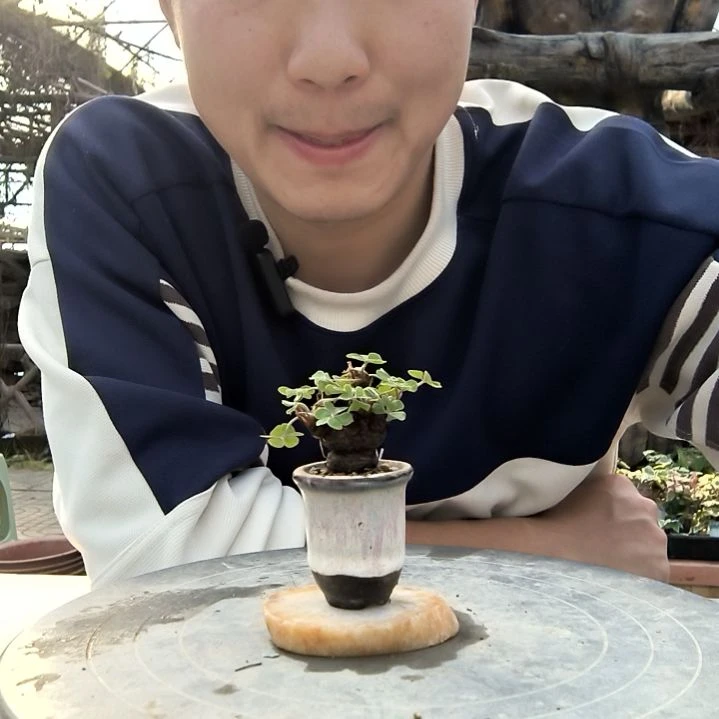 楠*小盆景小植物一物一拍28
