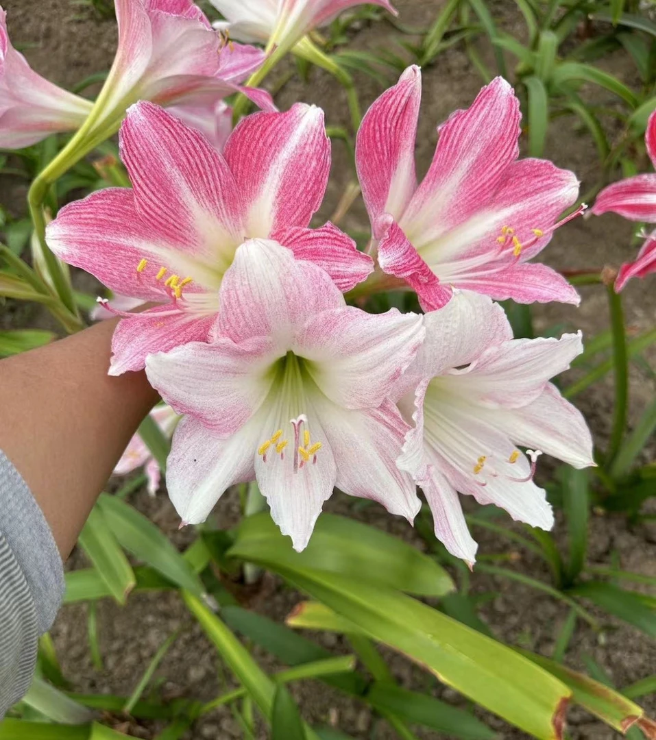 【么有枝】长期更新 侧芽子团~各种各样的品种都有