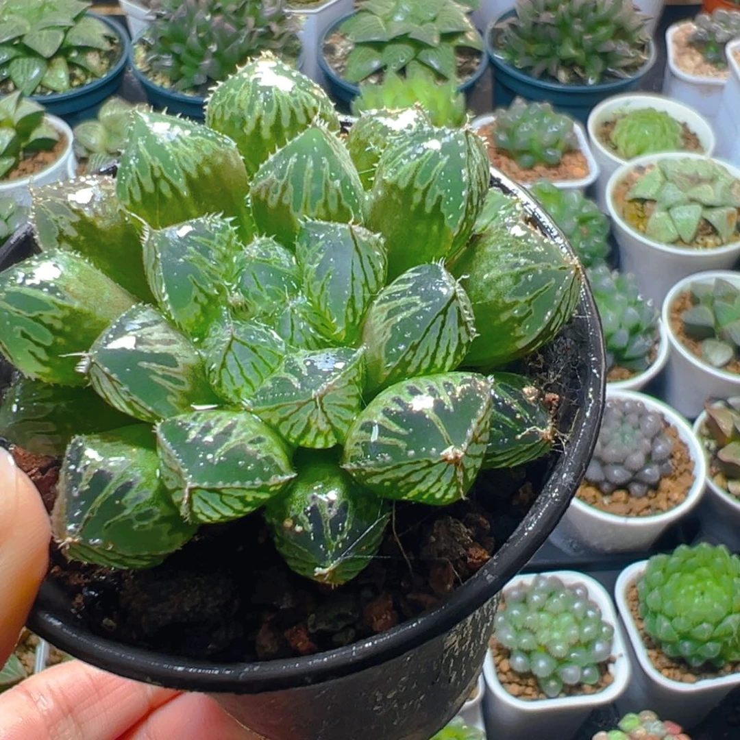 万象盆楼兰玉露多肉多肉