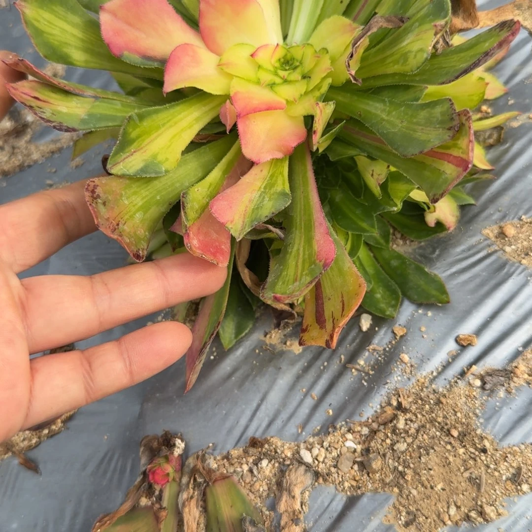 218知否。多肉植物