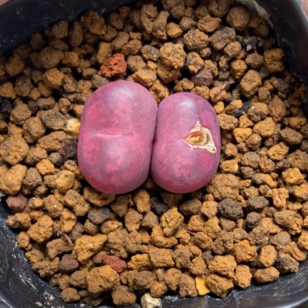 多肉植物肉锥杂交K-010 吕墨 微瑕