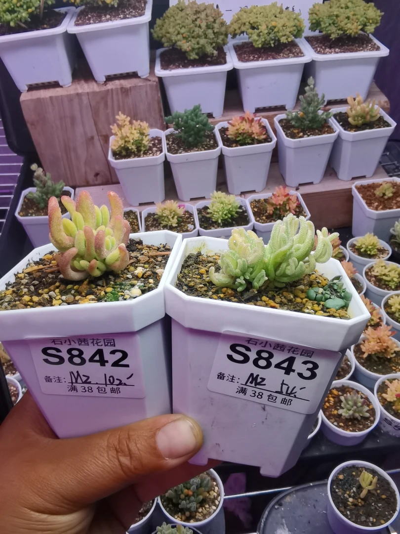 MZ专拍折后多肉植物枝干番杏钻石黄锦不知名
