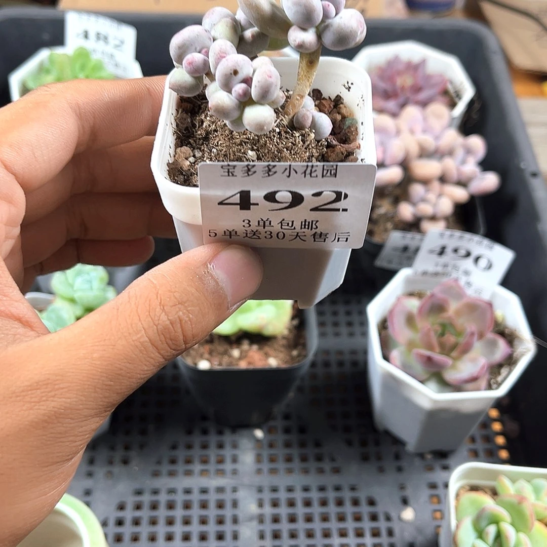 四头彩虹奶酪一物一拍满26送一颗精品多肉