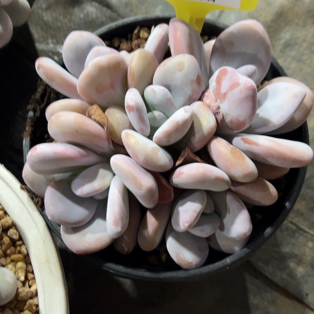 607524 粉兔手捧无砍5头群 必须拍冷链发货