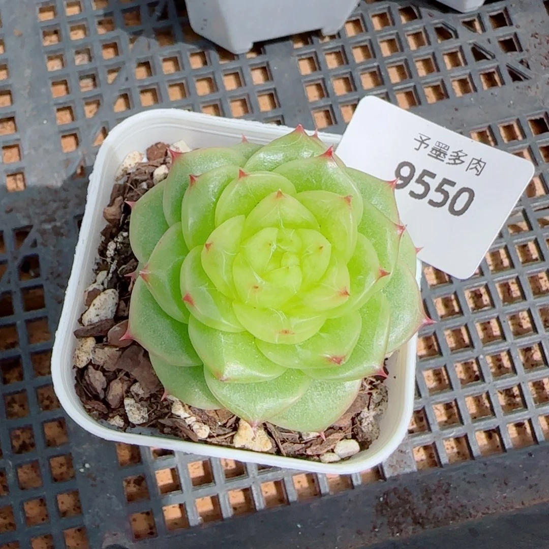 杜若珍妮，9550多肉植物