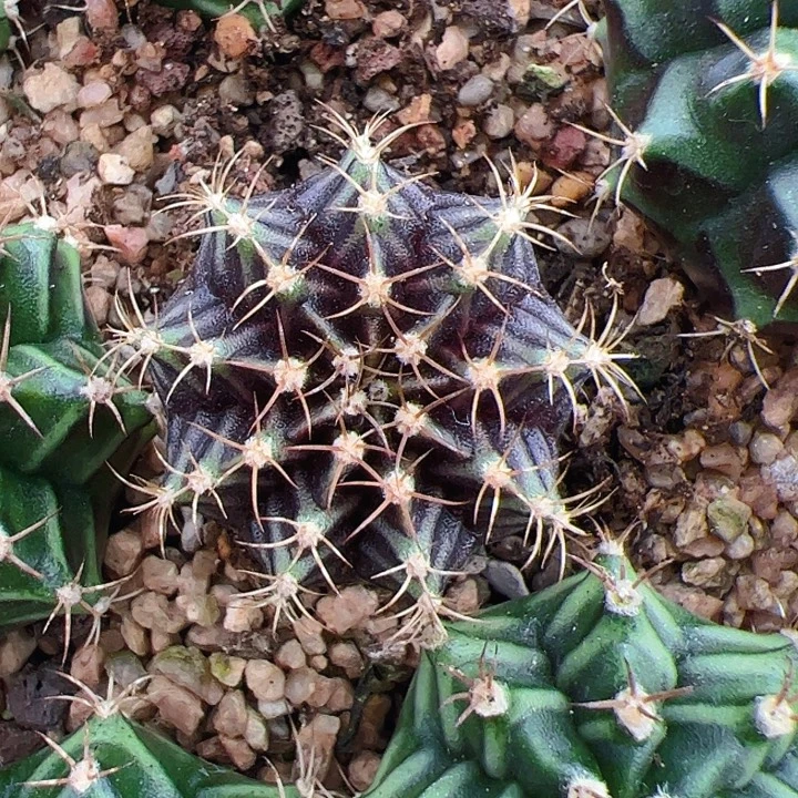 当前无花栽培后可以开花
