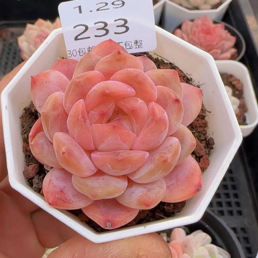 灯泡心珍妮单头一颗