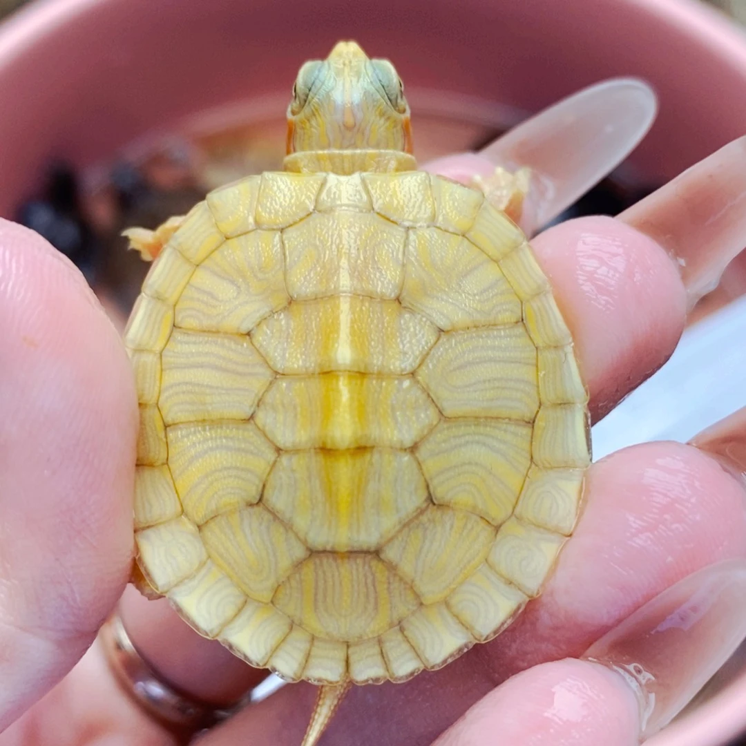 不分公母宠物龟悖论巴西苗