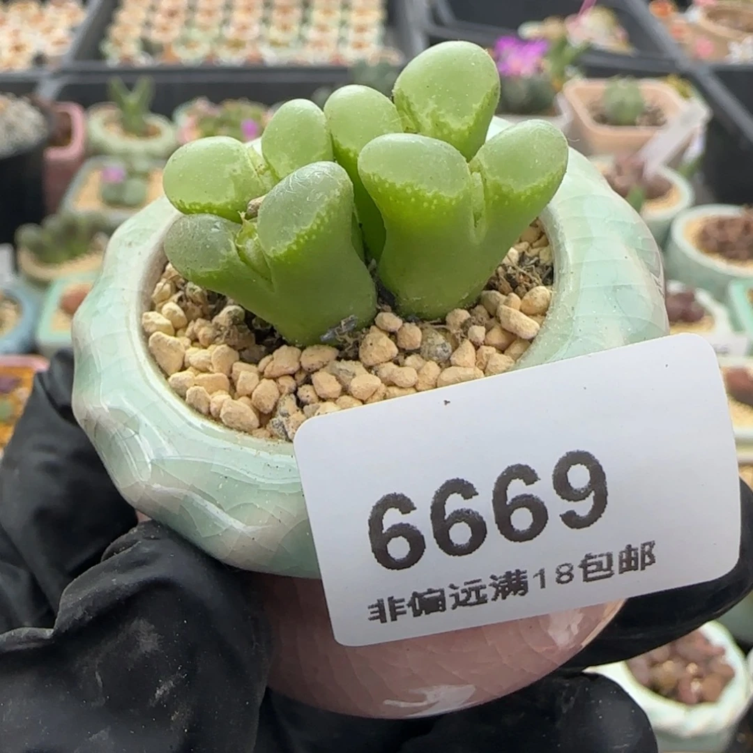 6669--一物一拍 带盆