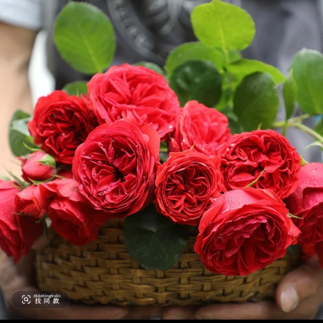 红苹果月季盆栽四季开花适合阳台庭院种植
