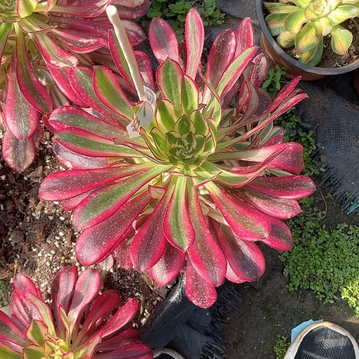 多肉植物多肉879
