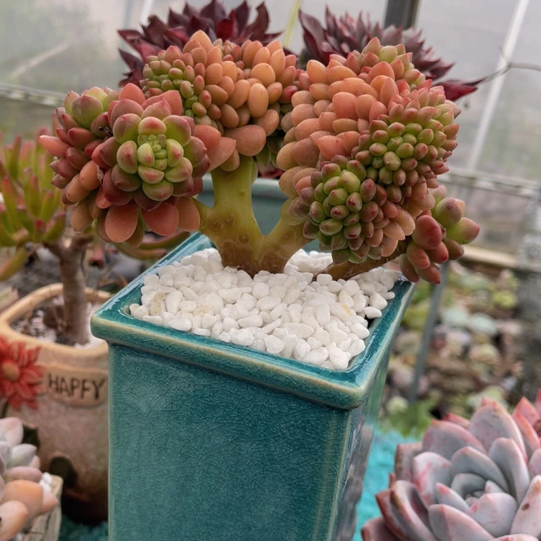 香格里拉缀多肉植物盆栽多肉