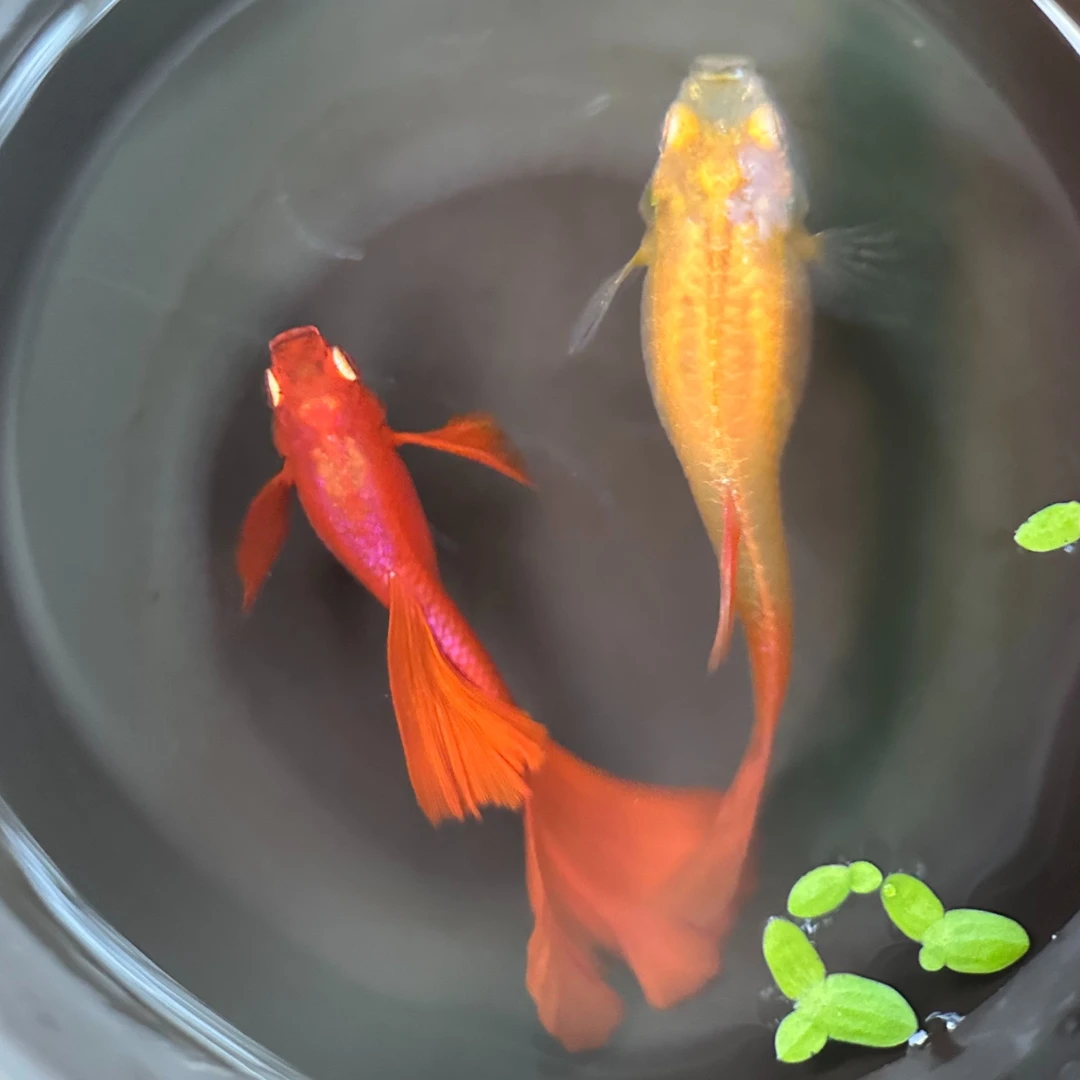 【全红血红欧翼飞船 】 精品孔雀鱼小型热带观赏鱼