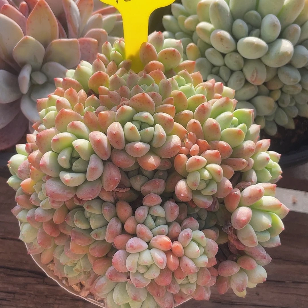 草莓豆群生带盆发不包整150