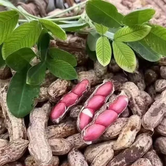 【2025】河南沙地新鲜采摘湿花生红皮花生包邮现摘现发可生吃可水煮