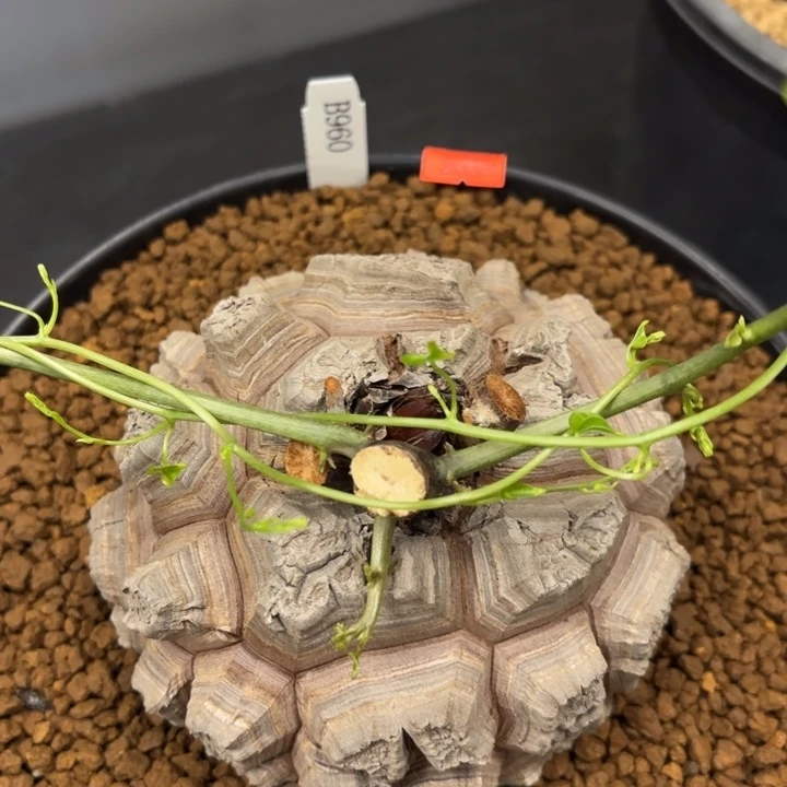 960精品遁甲深裂龟甲龙不退不退