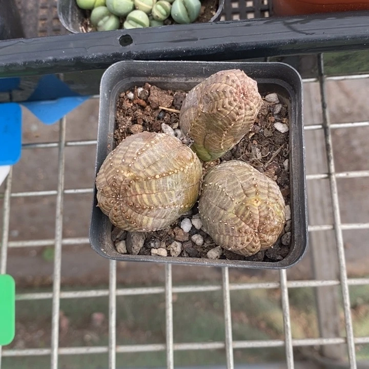 文***R伯克利和格蕾纳等著名的