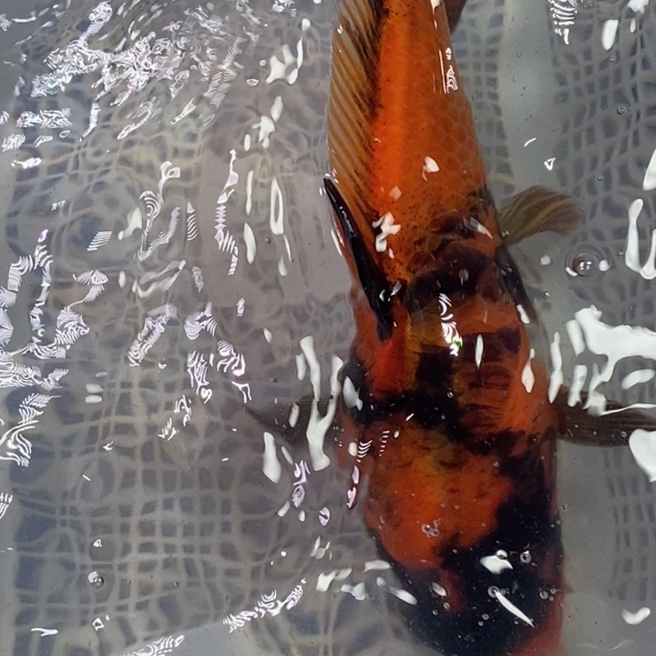 锦鲤冷水锦鲤包邮