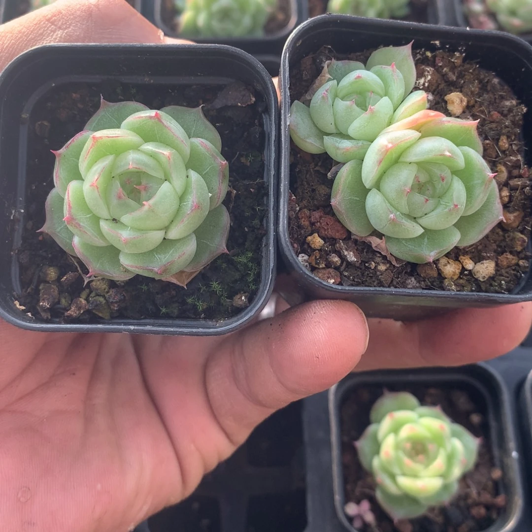 阿丹多肉一物一拍