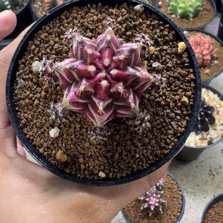 名品侧芽自根米哈锦