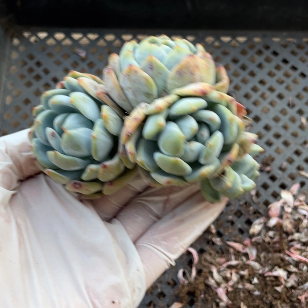 805号一颗20包邮新疆西藏不发