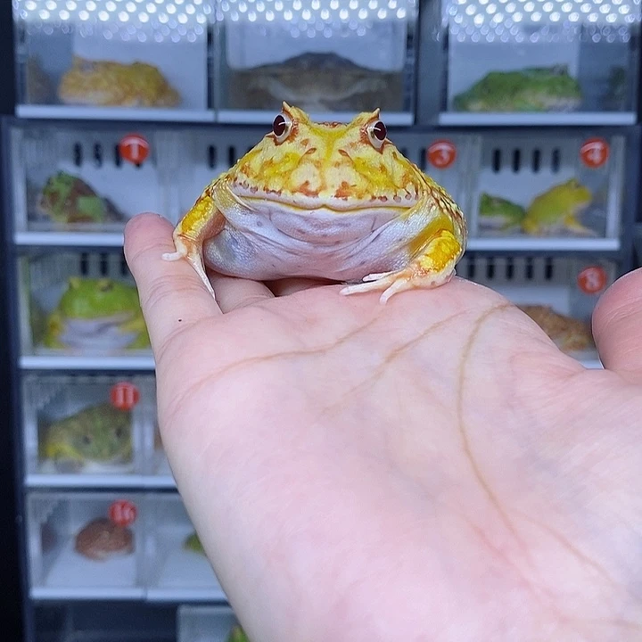 特价秒杀现货特价黄金