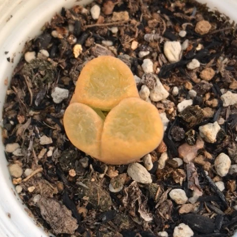 多肉肉锥 风铃奔