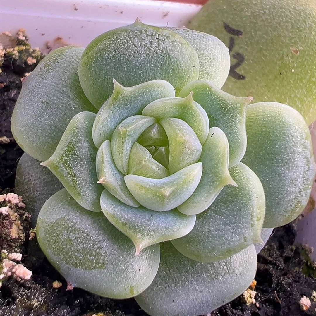 单头带俩崽 财富姐妹 独家