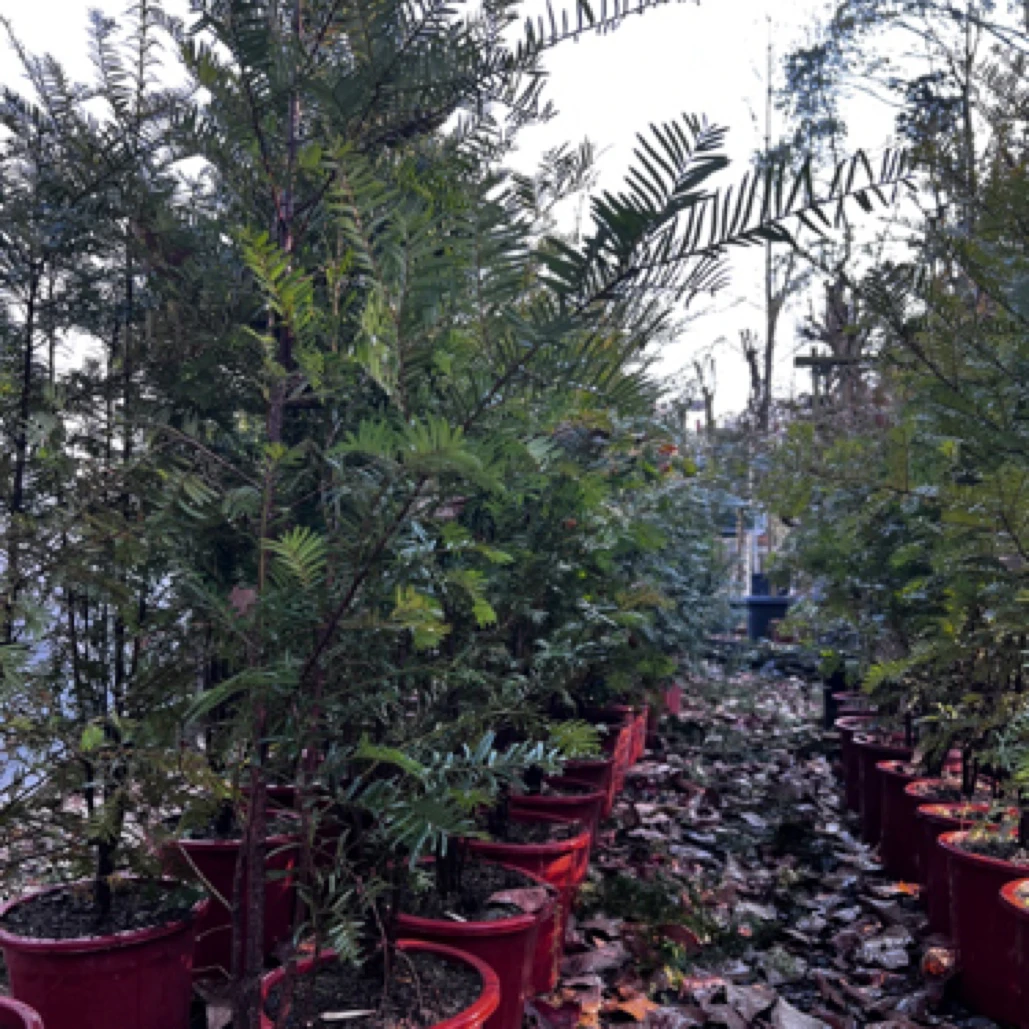 人工培养南方红豆杉