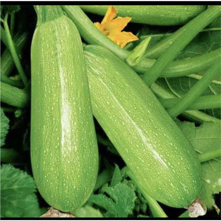 jj西葫芦种子今年新种今年新种