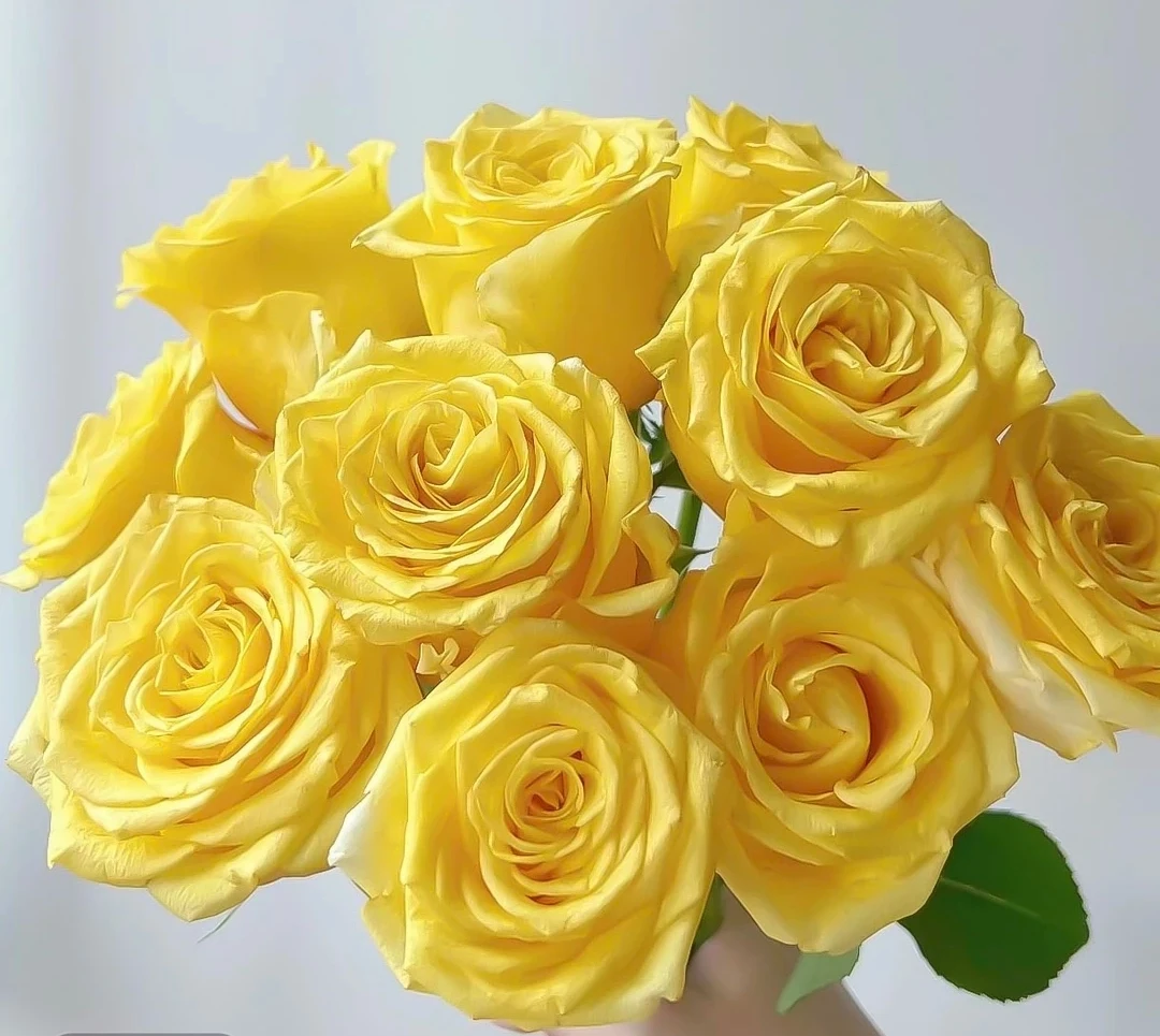 A级黄玫瑰花稀有高端朦胧绿黄色外瓣云南鲜花直发