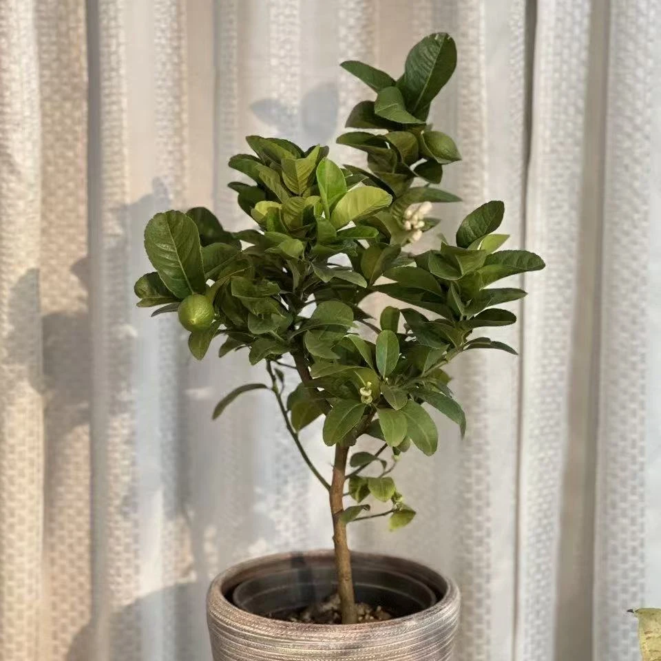 【香水柠檬】绿植盆栽好养室内外庭院种植基地直发