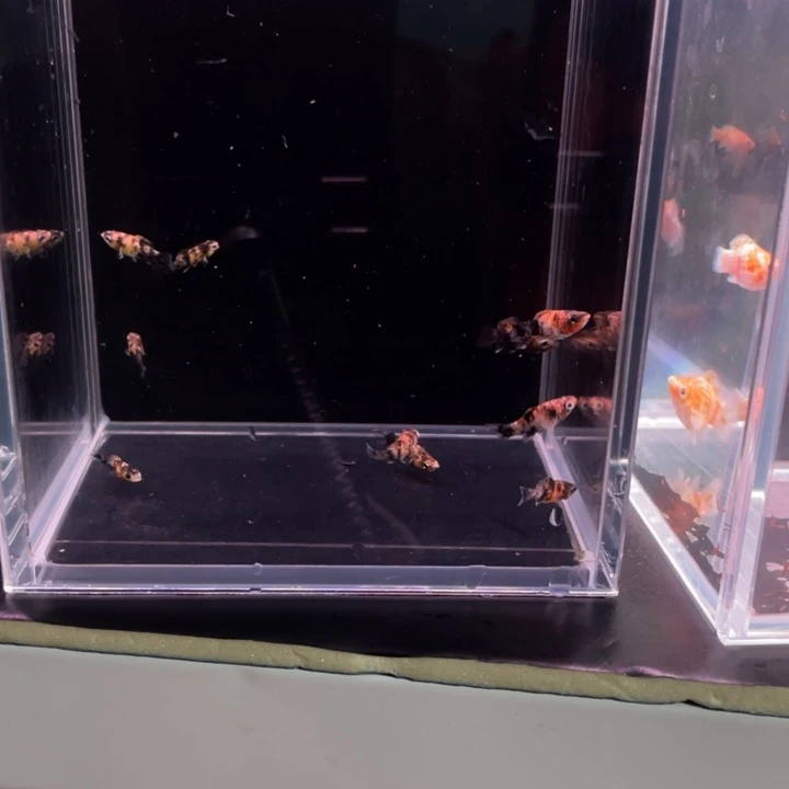 潇***哥精品玛丽球F1. 10条金虎苗