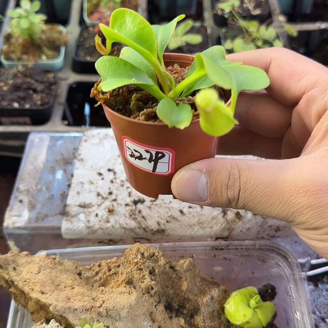 傻***缺完全开放云雾猪笼草