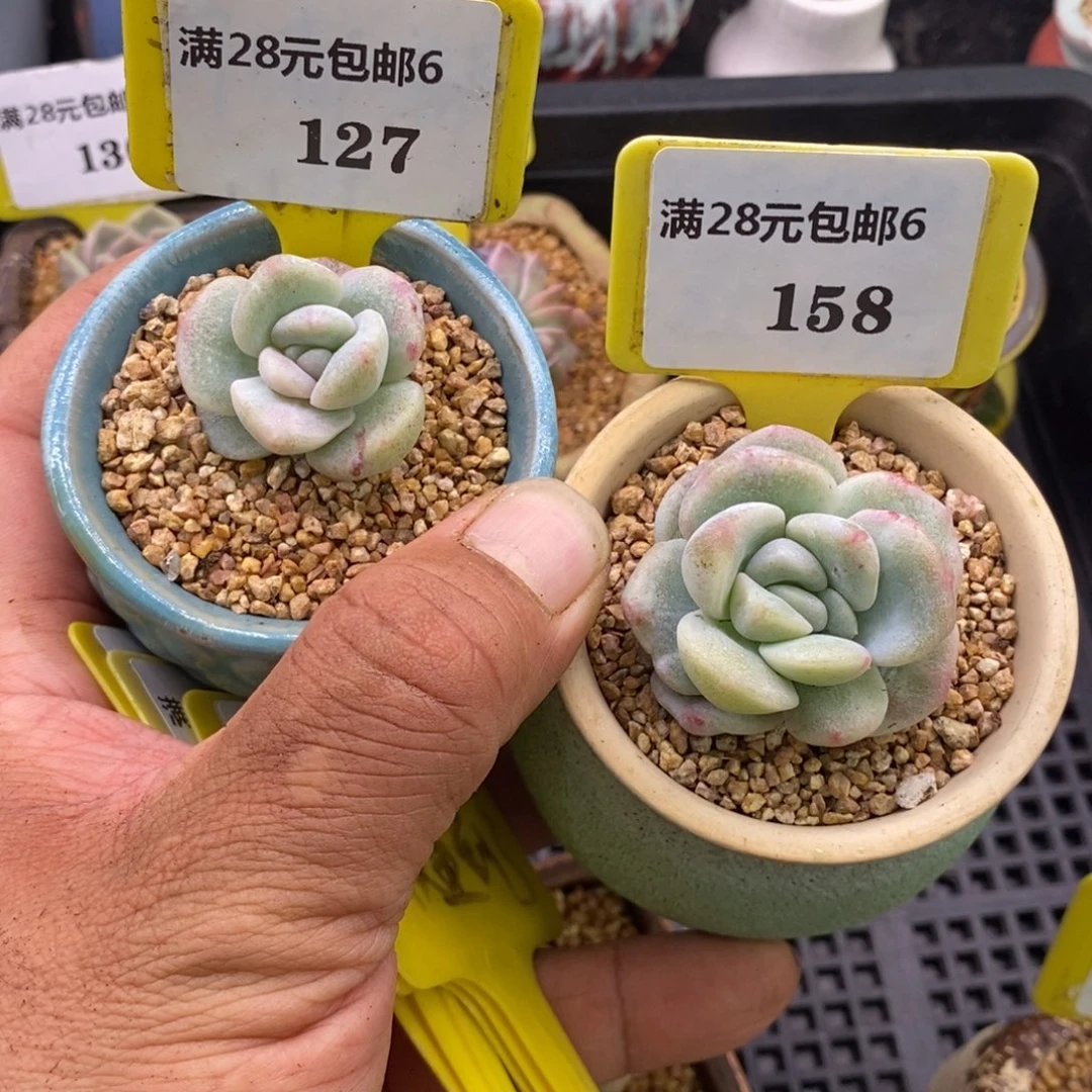 胖****猫6172.6158冰玉石化锦多肉植物