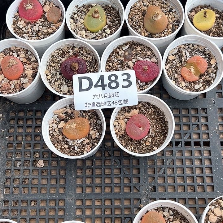 10颗毛汗尼姆本多肉