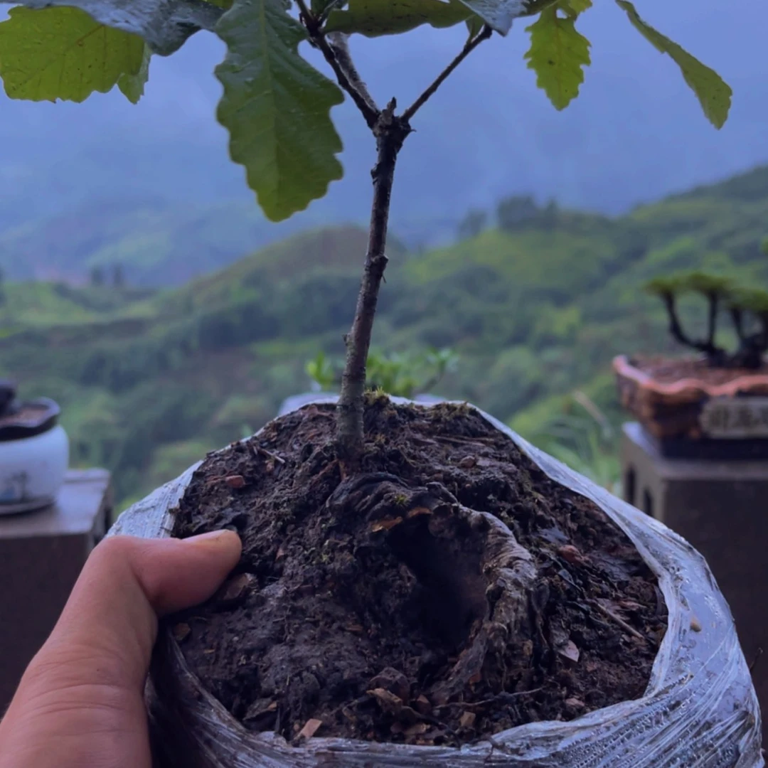 【闪购商品】完全开放