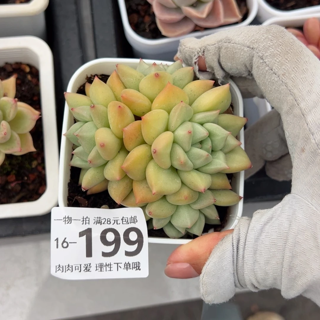 黄金象牙多肉多肉多肉多肉多肉