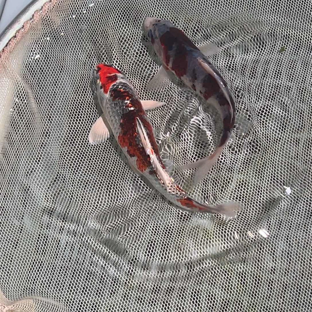 锦鲤锦鲤观赏鱼1111