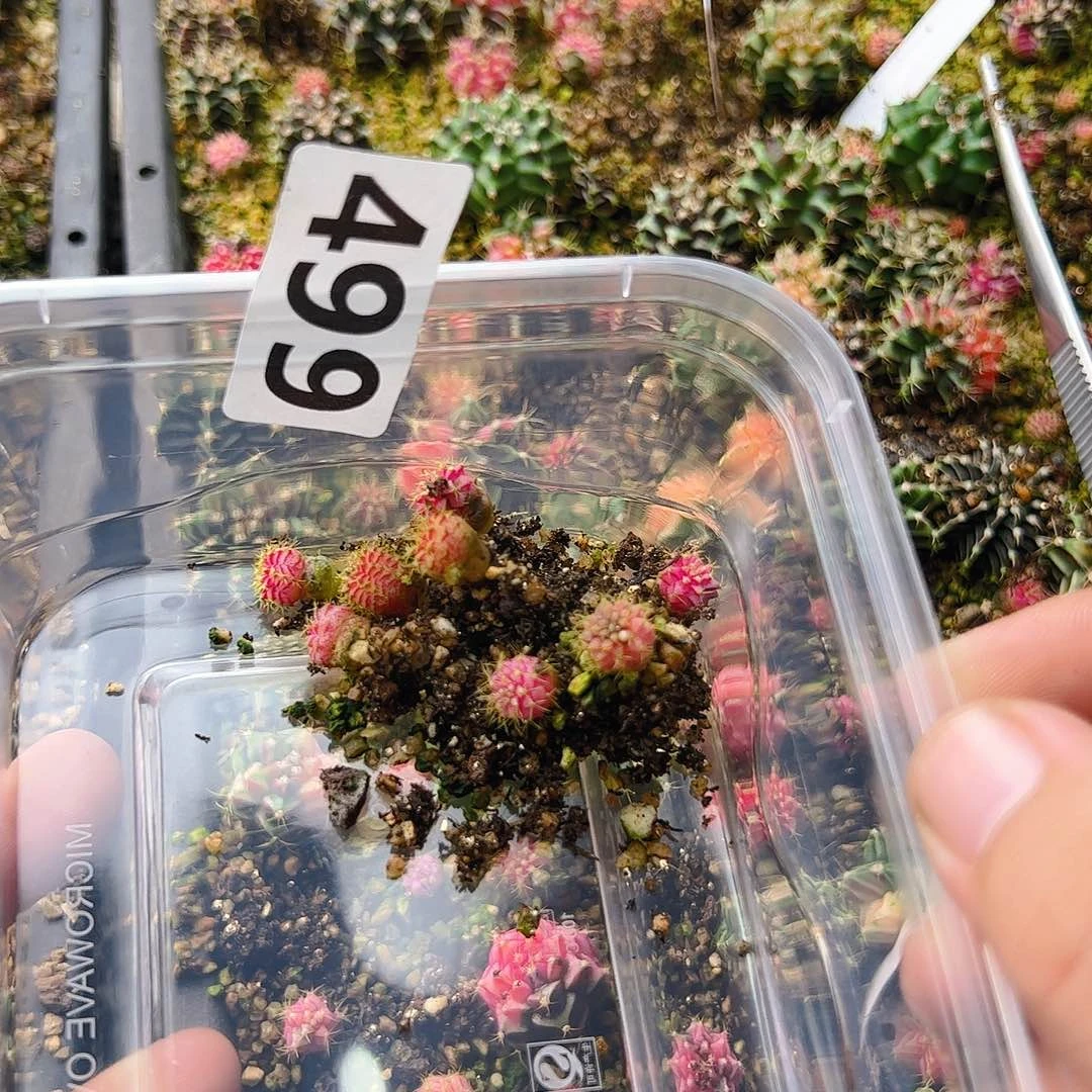 月***湾当前无花栽培后可以开花499