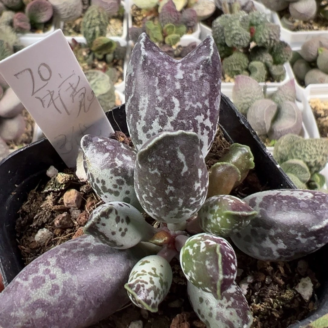 w牛魔王造型海豹多肉植物