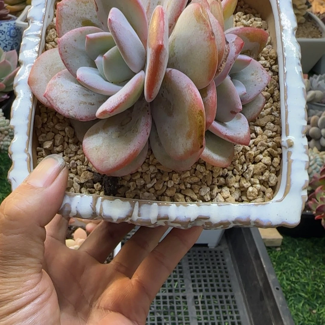 锦安精品多肉植物302